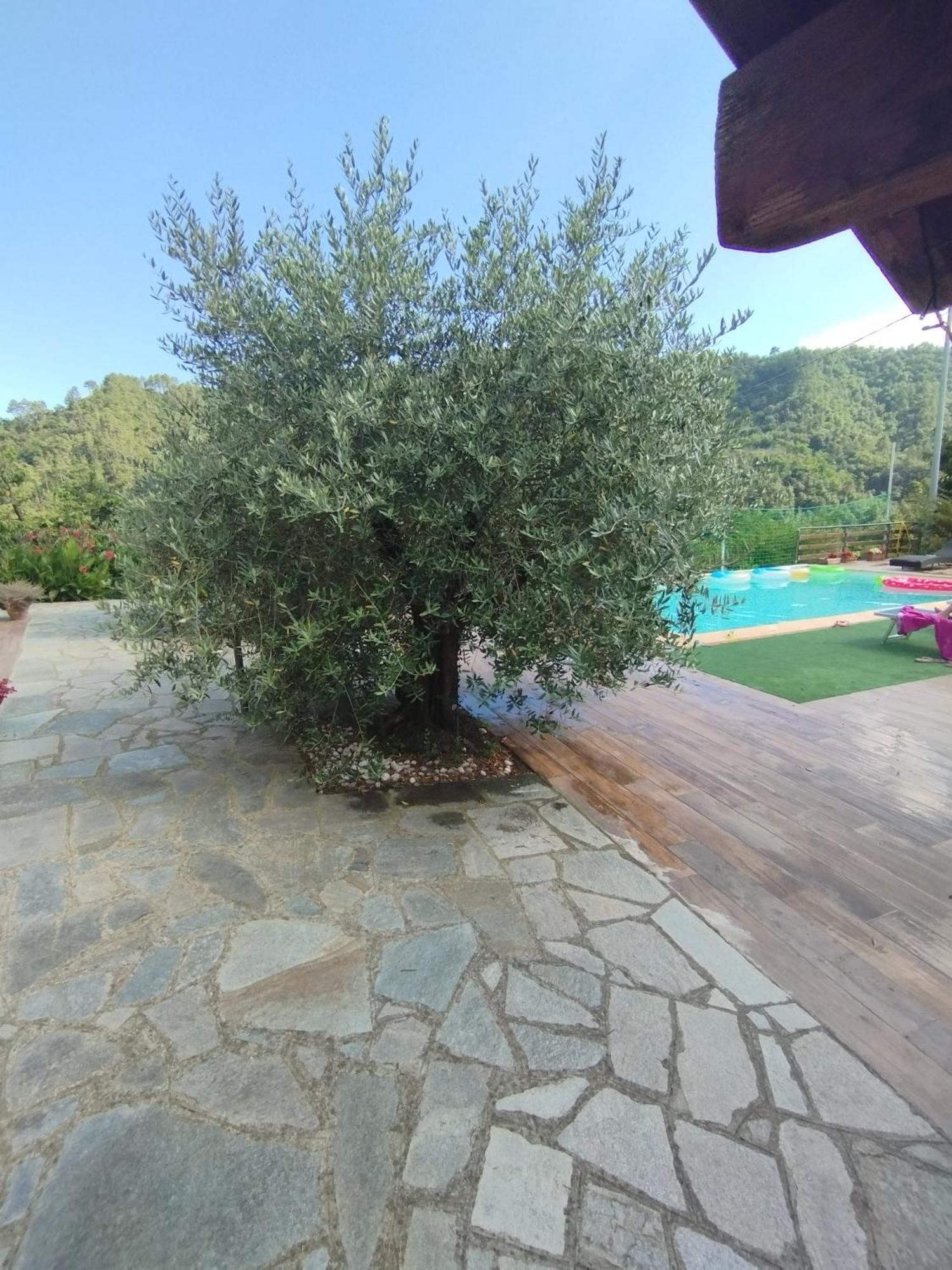 Villa Degli Ulivi Tivegna Exteriör bild